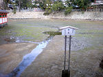 miyajima11.jpg