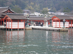 miyajima3.jpg