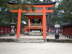 miyajima7.jpg